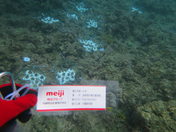 サンゴ再生活動支援
